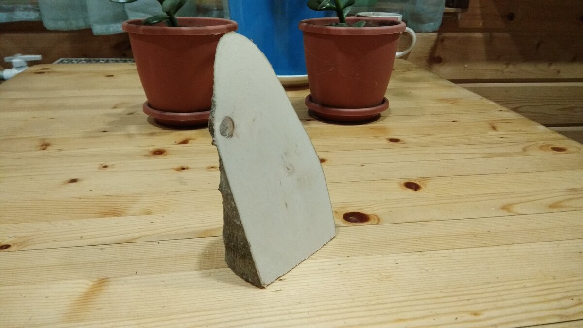 Срез ольхи готовый к экспериментам. 