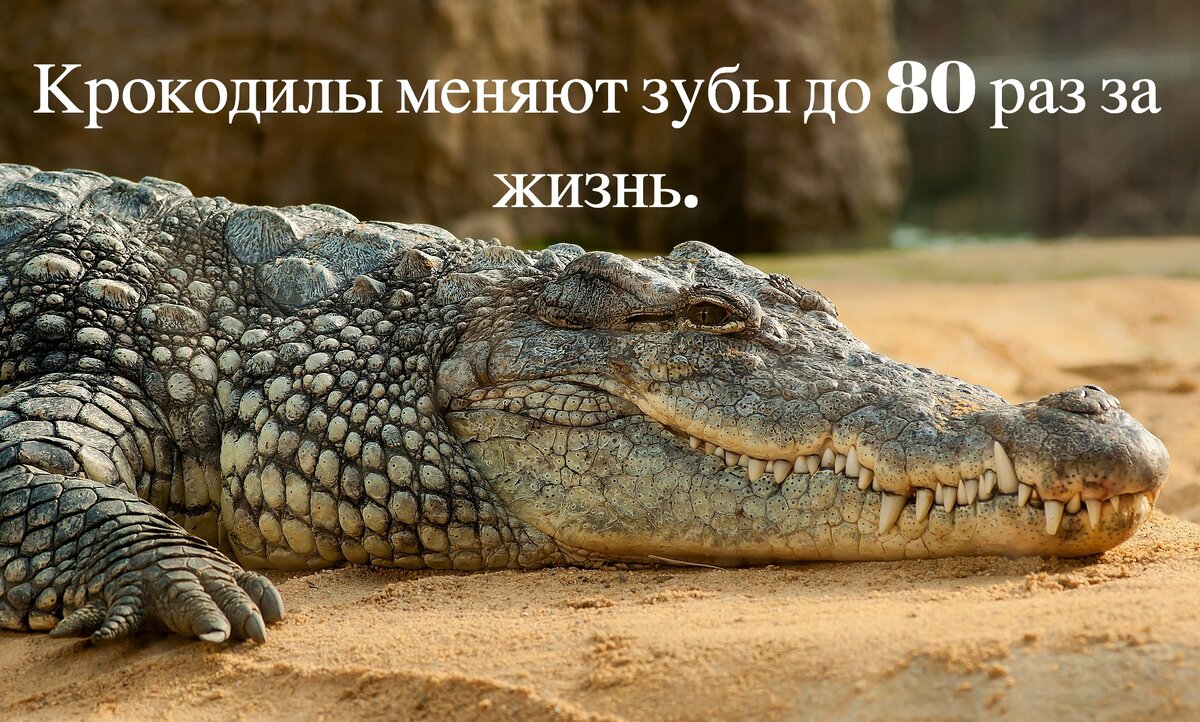 На фото изображён нильский крокодил.