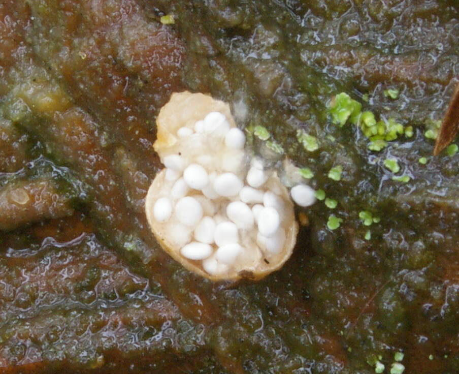 Вот так он, разломленный, и выглядел. Яйца еще белые (фото И.Лебединского)