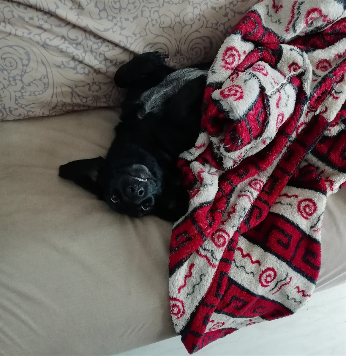 А где спят ваши собаки?