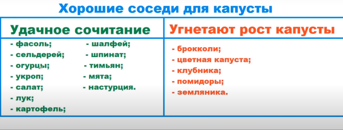 Правильный севооборот и совместимость растений