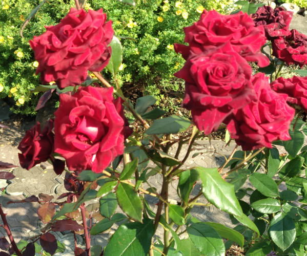 Как укоренить розу из букета: черенкование розы из стебля в домашних условиях