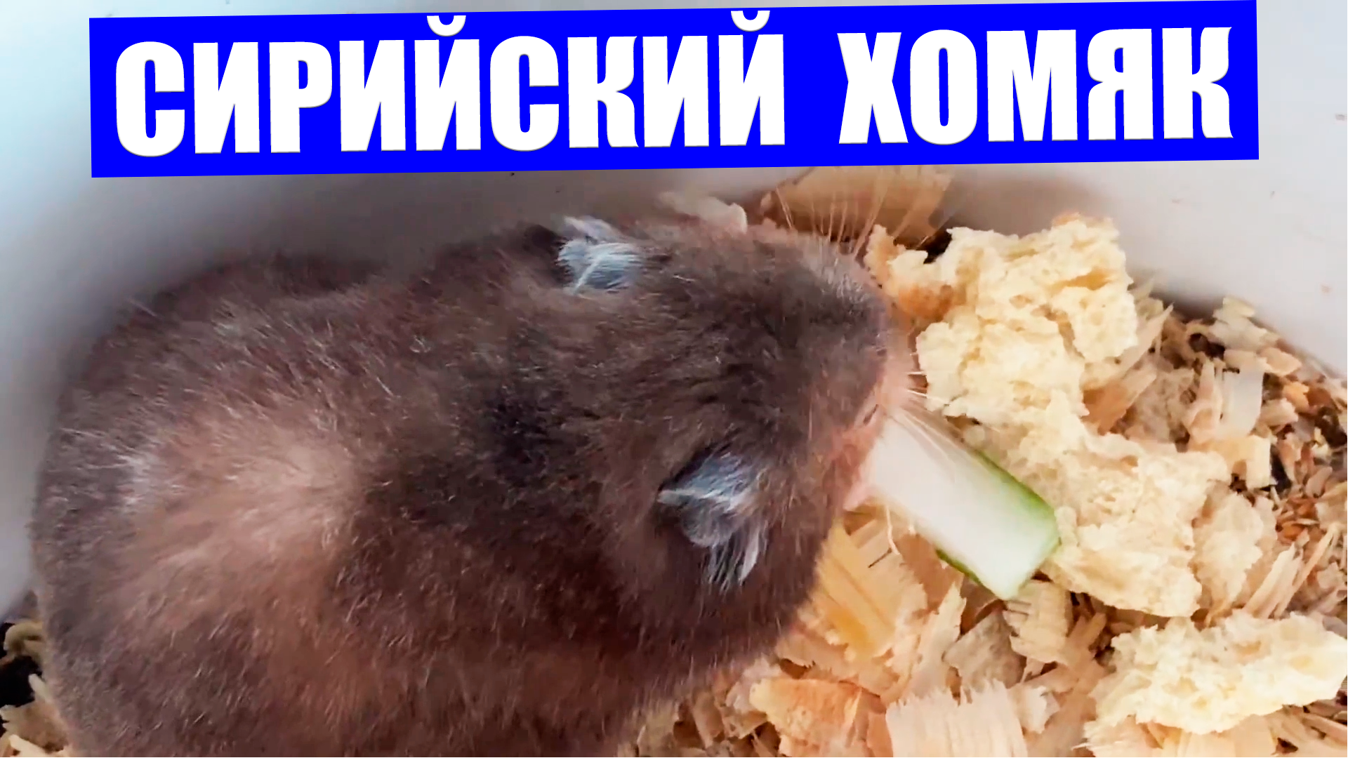 Клетки для хомяков и мышей