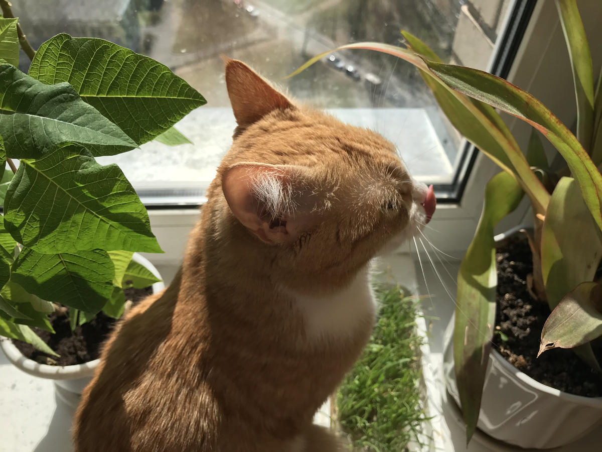 Просто купите кошке траву для кошек)