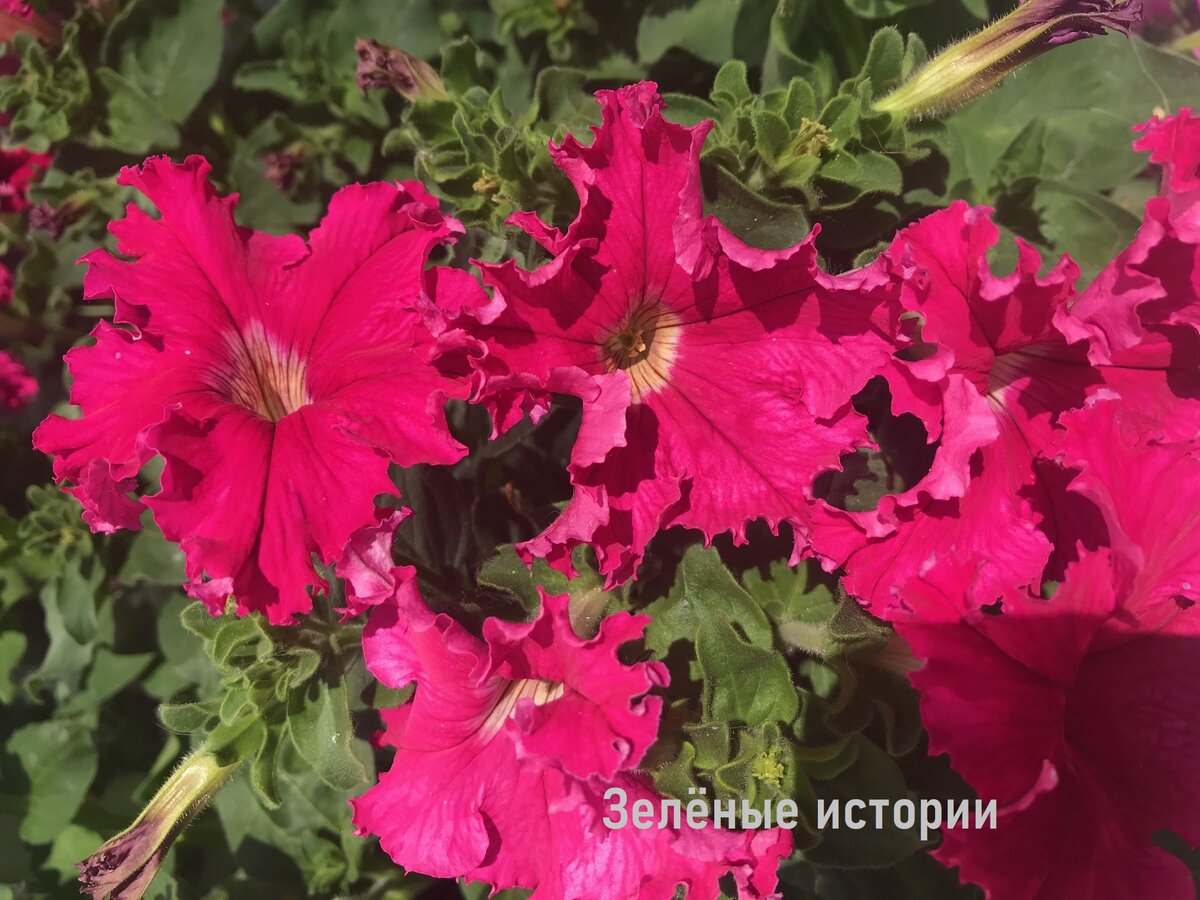 Бахромчатые петунии
