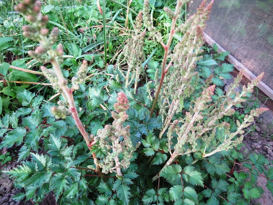 Сейчас у этой астильбы целый веник соцветий, жду когда зацветет.