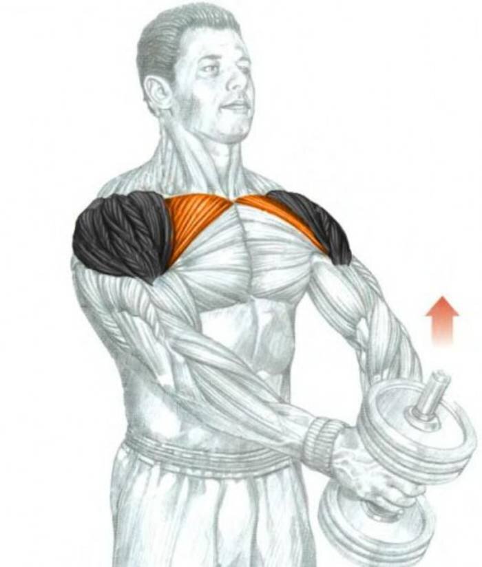 Накачать плечи мужчине. Дельты мышцы упражнения. Подъем гантелей перед собой передняя Дельта. Задний пучок дельтовидной мышцы упражнения гантелями. Жим гантелей передняя Дельта.
