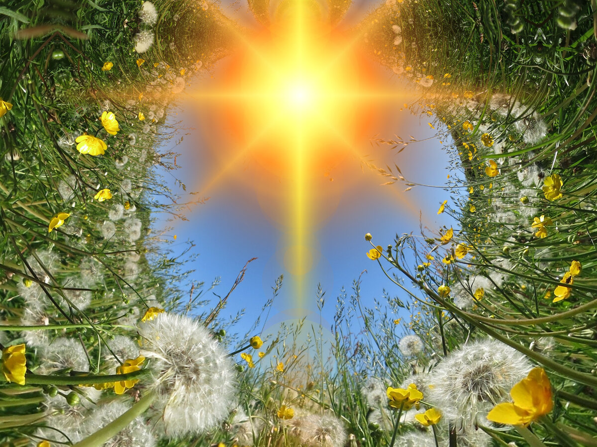 Источник картинки https://get.pxhere.com/photo/tree-nature-forest-grass-branch-light-plant-sun-meadow-dandelion-sunlight-leaf-flower-bloom-summer-spring-autumn-botany-yellow-close-flora-flowers-wildflowers-dandelions-photoshop-filter-flower-meadow-experiment-sunbeam-fill-grassland-plants-woody-plant-1336360.jpg