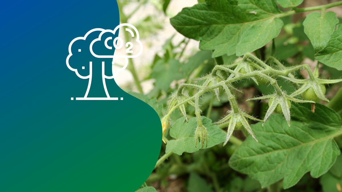 Растения для них выращивают в ботанических садах Екатеринбурга.