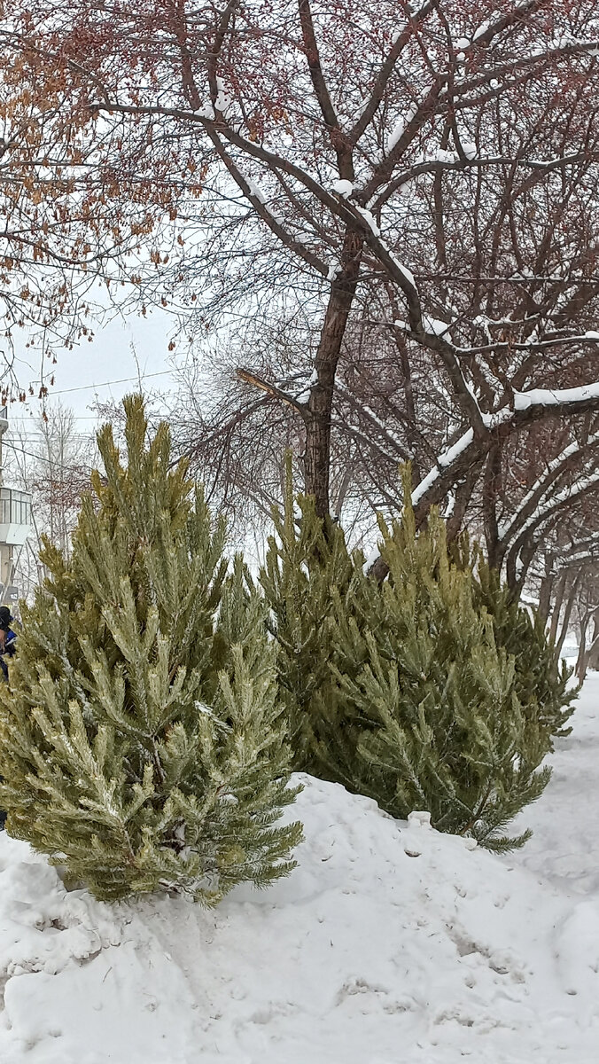 Выбегаешь из дома и обнаруживаешь неожиданно возникший хвойный лес и понимаешь - до нового года всего-ничего