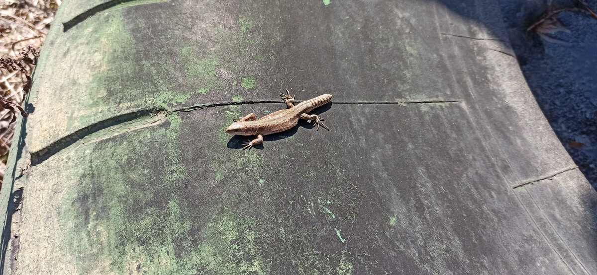 Фото автора. Весеннее солнышко