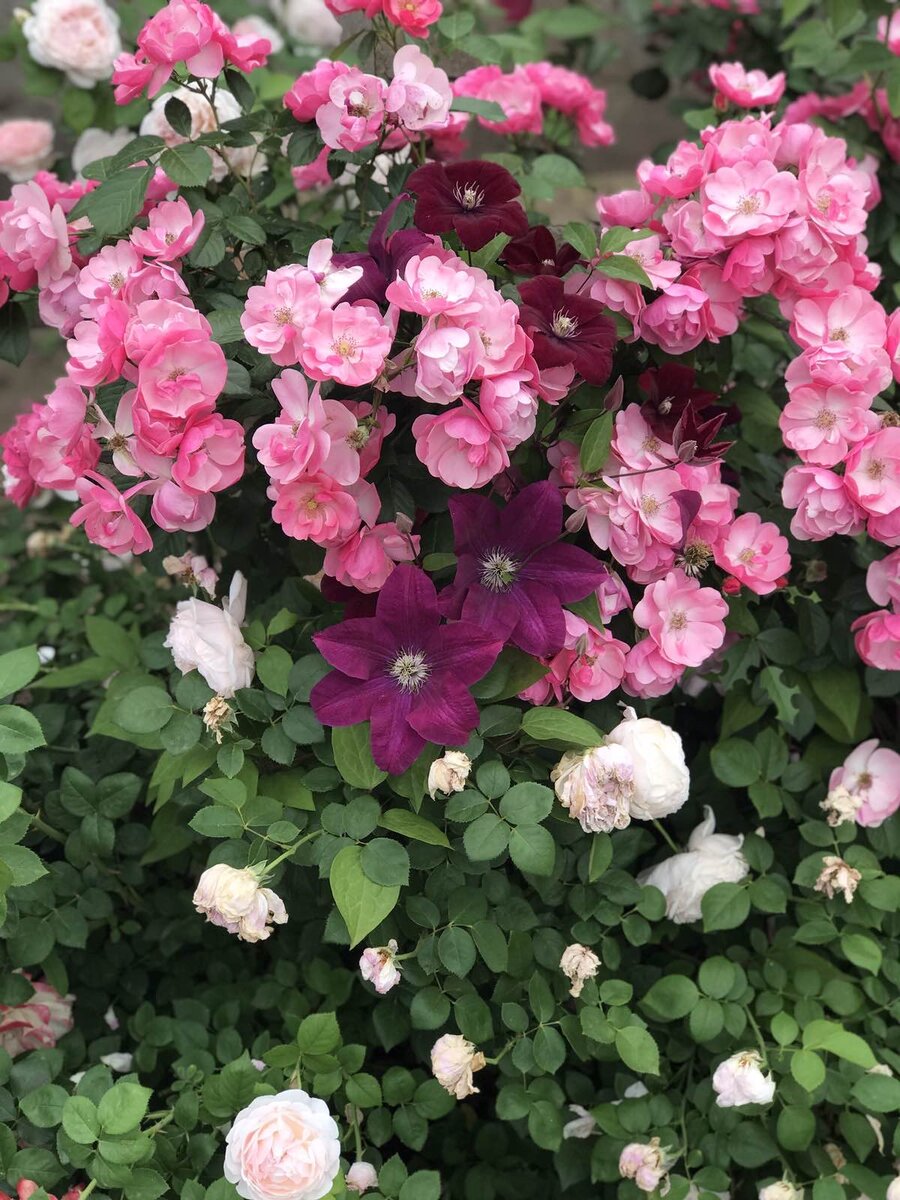 На фото Роза Ангела, клематис и Роза Остина Сейнт Свизэн. 