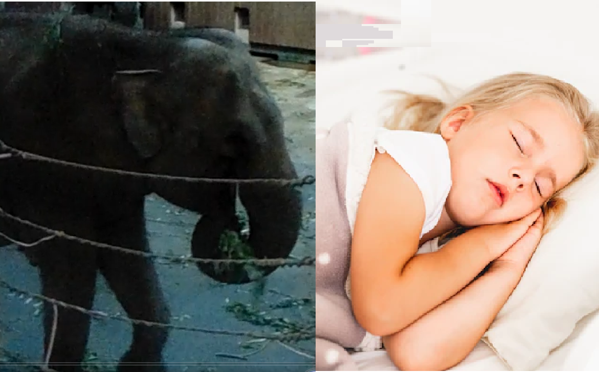 Фото автора (слон) и картинка из Интернета