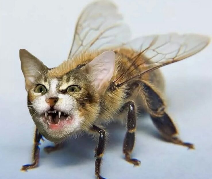 котик бьжжжж#юмор #что это такое 