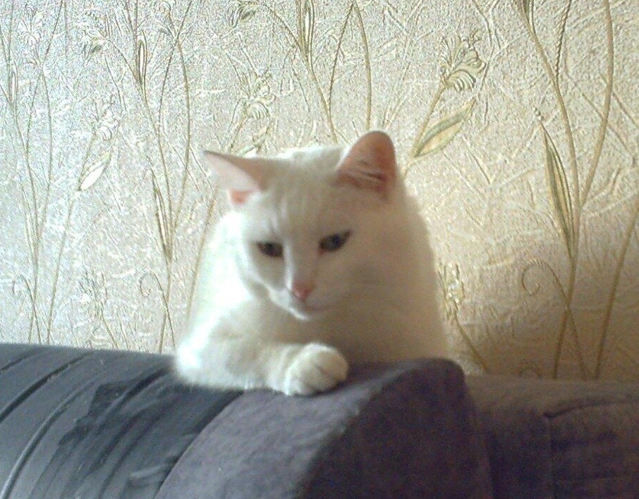 Кузя номер два