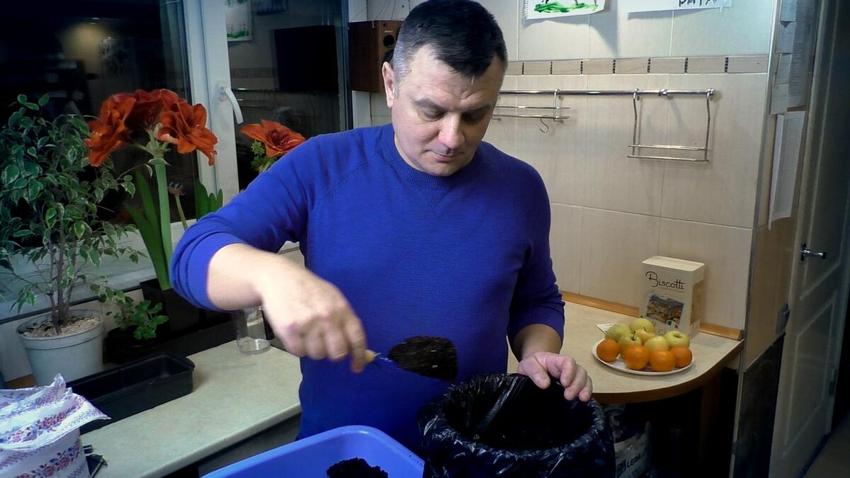 Черная ножка у рассады больше не проблема! | Дачный агроном | Дзен