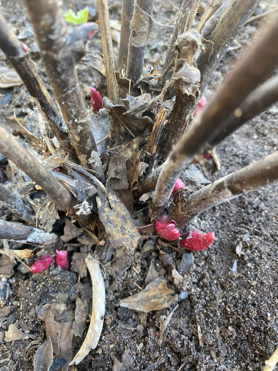  Почки идут от земли