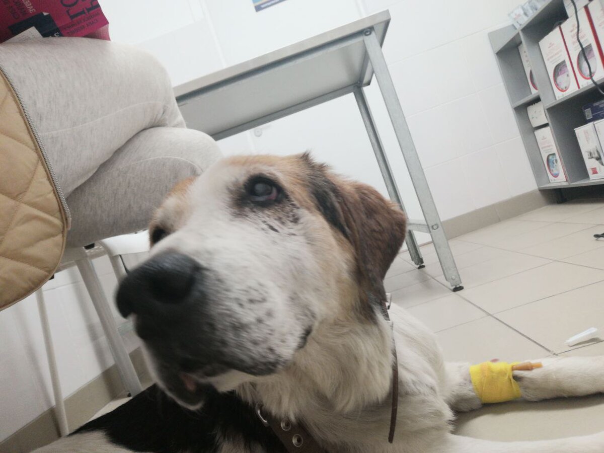 Многие мои подписчики считают , что я плохо отношусь к породистым животным. Я отношусь с любовью ко всем животным,  независимо от внешности. Я просто гораздо хуже отношусь к людям, поддерживающих селекцию: кто их покупает и продаёт. Вы создаёте армию более уязвимых и не приспособленных питомцев, а потом плюёте на их судьбу... все мои претензии только к людям. 