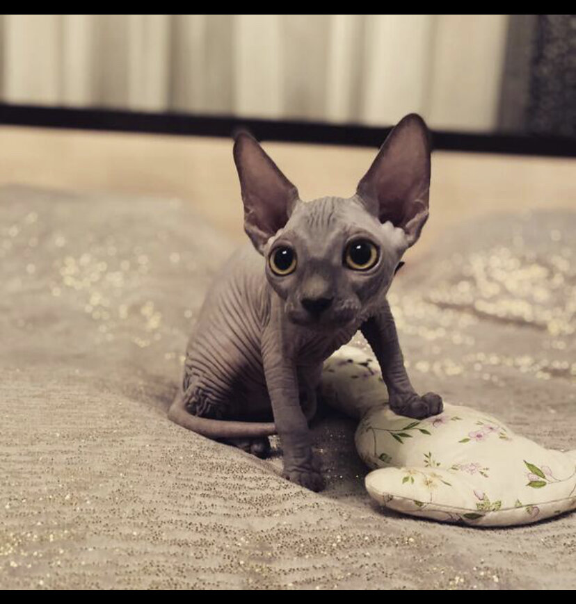 На фото Клеопатре 3 месяца.