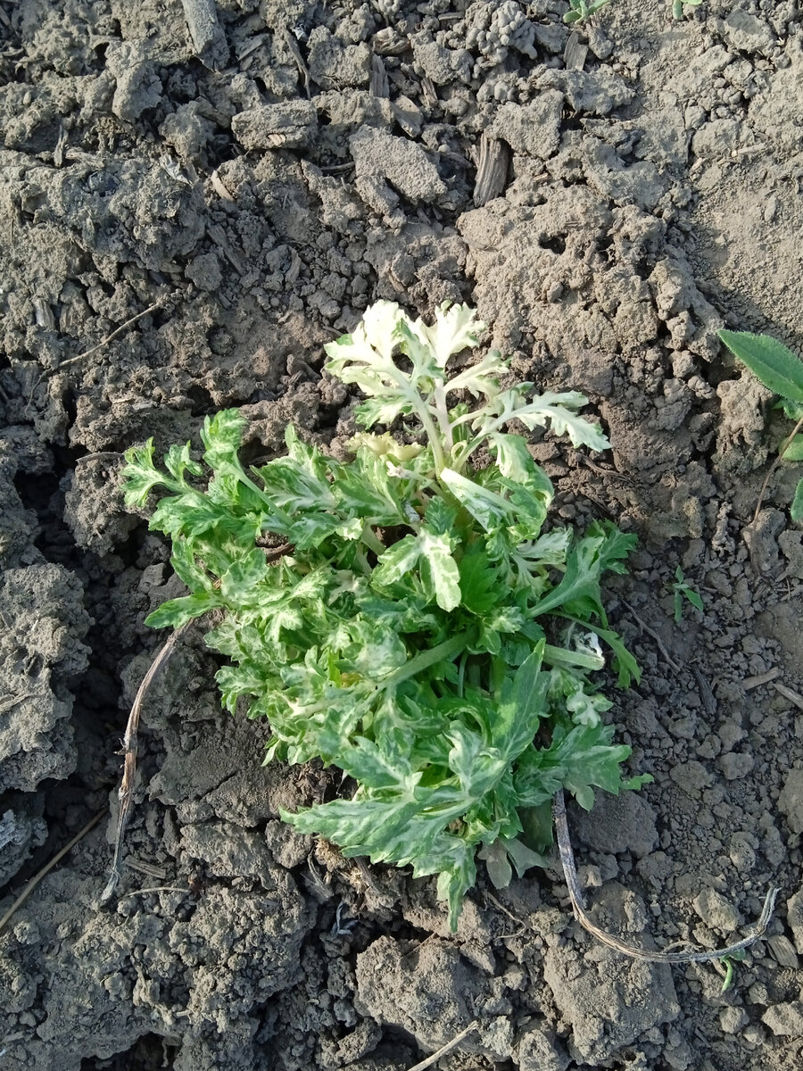 Даже растет пестролистная полынь. 