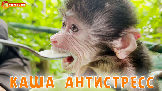 Люся заедает СТРЕСС 😃 Маленькая обезьянка гамадрил!