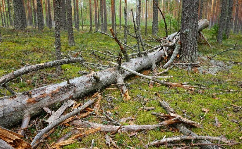 1 Валежник в лесу