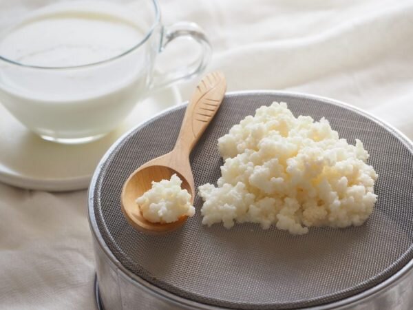 Молочный гриб — уникальный продукт для приготовления целебных напитков