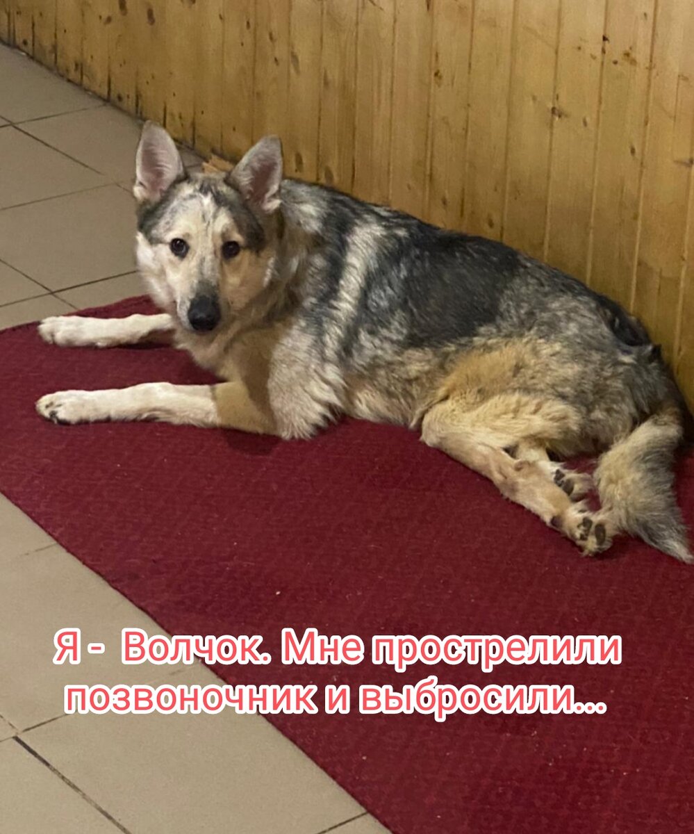 🔥ЧЕЛОВЕК ЛИШИЛ ЕГО ВОЗМОЖНОСТИ ХОДИТЬ ❌
Волчок не способен выжить на улице😞 Кто-то  решил, что может вершить судьбы и прострелил ему позвоночник ⚡ 
2 суток он валялся на снегу, не имея возможности встать😭 Когда приехали в клинику он был уже на грани.. Температура не определялась... Но он выжил! 
20 000 в месяц стоит его содержание... Он так и остался агрессивным к людям... Ведь они причинили ему столько вреда... 
Я прошу вас помочь🙏 оплата передержки уже завтра 🆘.... 

💳Карта сб 2202 2024 6687 1666
Прикреплена к номеру 89178312475 (НЕ ДЛЯ ЗВОНКОВ!) на имя
Елена Леонидовна Т.
💳 Карта Тинькофф 5213243915883746 на имя Елена Леонидовна Т.
💳 Карта ВТБ  2200 2404 4782 2665 на имя Елена Леонидовна Т
💰Киви-кошелек 8 960 892 17 31
📱Голодный номер 8 960 892 17 31
☎️ 8 960 892 17 31
По поводу переводов из-за границы,  работает корона пей. Пишите в личку
https://vk.com/club197011667
Фин отчёт в обсуждениях
#пес_из_михайловки