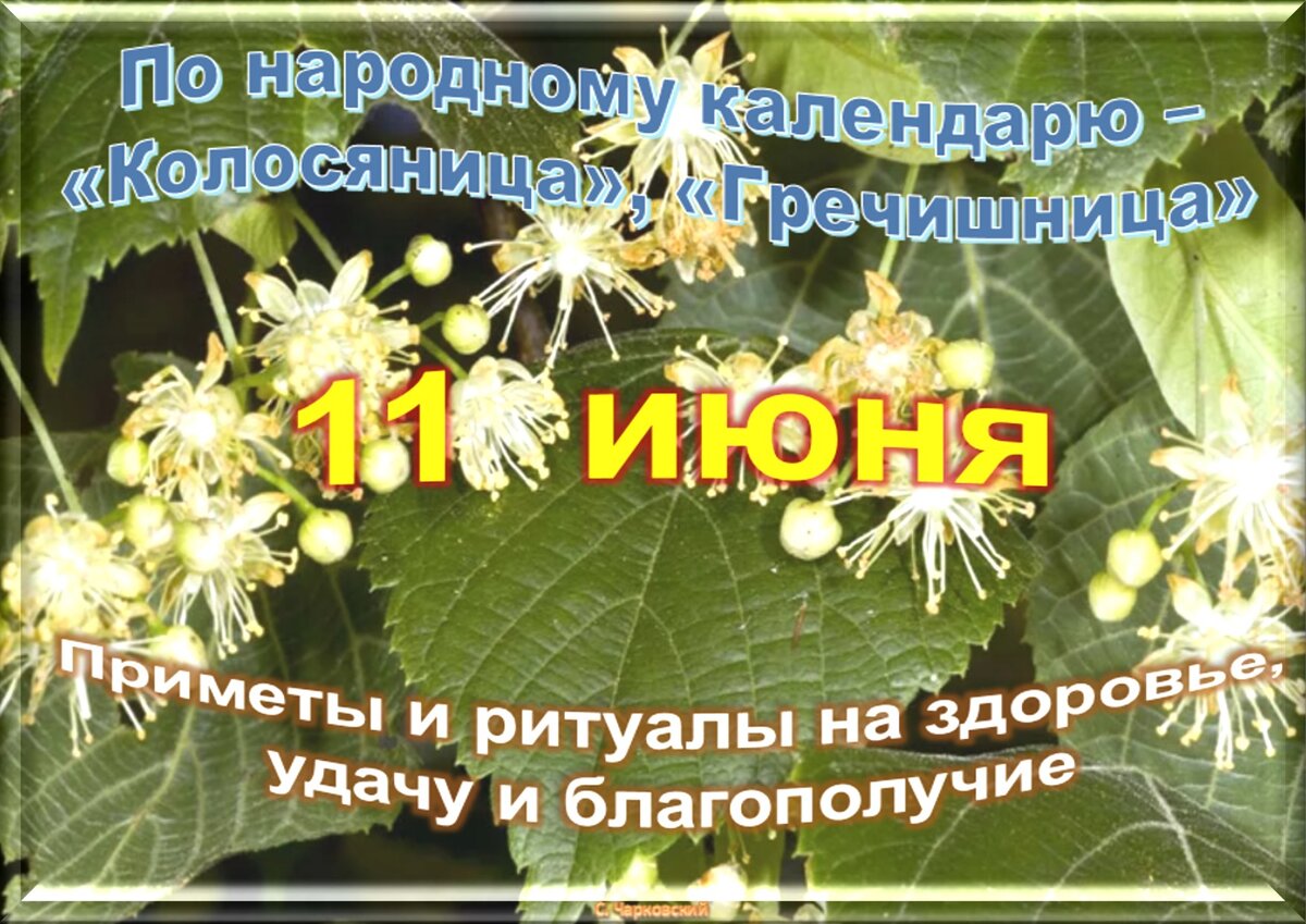 11 июня - Традиции, приметы, обычаи и ритуалы дня. Все праздники дня во  всех календаре. | Сергей Чарковский Все праздники | Дзен