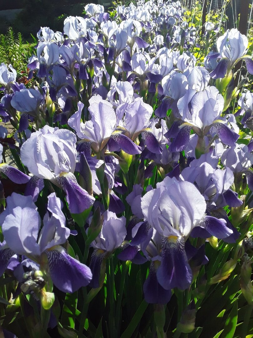 Ирисы бородатые, сорт неизвестен