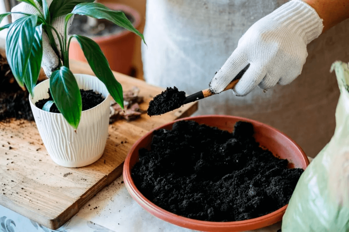 Пересадка спатифиллума весной. Repotting houseplants. Без цветов комнатных и жизнь не та. В какой горшок посадить спатифиллум. Спатифиллум черные точки на дне горшка.