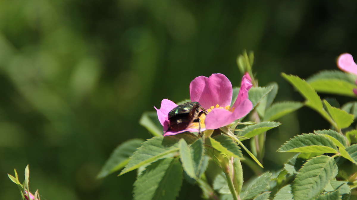 Бронзовка шевыряется