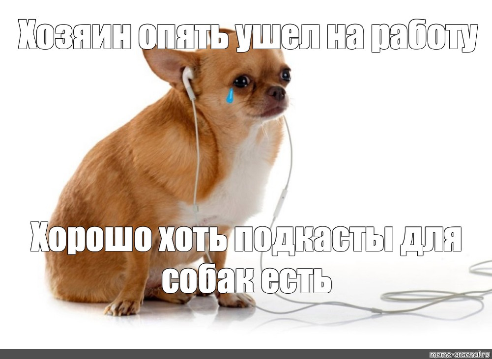 Собака сиба. Мемы с собачками. Веселые животные. Мем про собачку. Щенок мем.