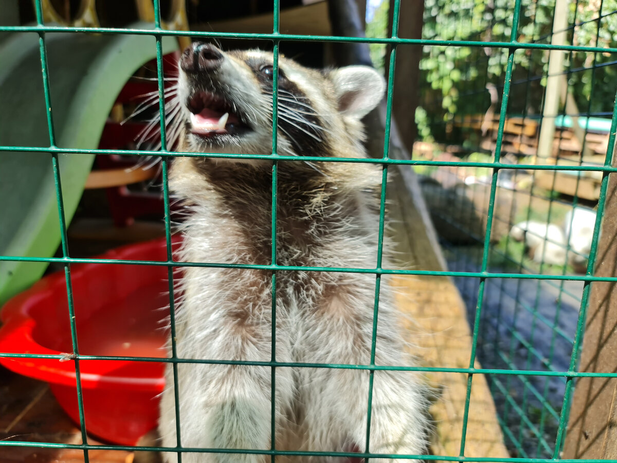 Хищный енот