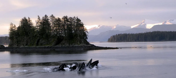 Источник фото: g-switch.org. 