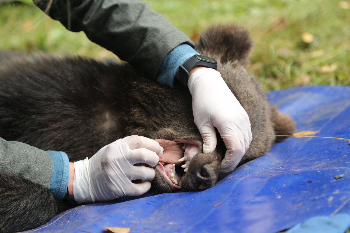 Как спасти медведя в игре. Мишка спасает мишек игра. Супер игра биатричер спасать мишек. Игра супер беар адвентурес. Naughty bear (ps3).