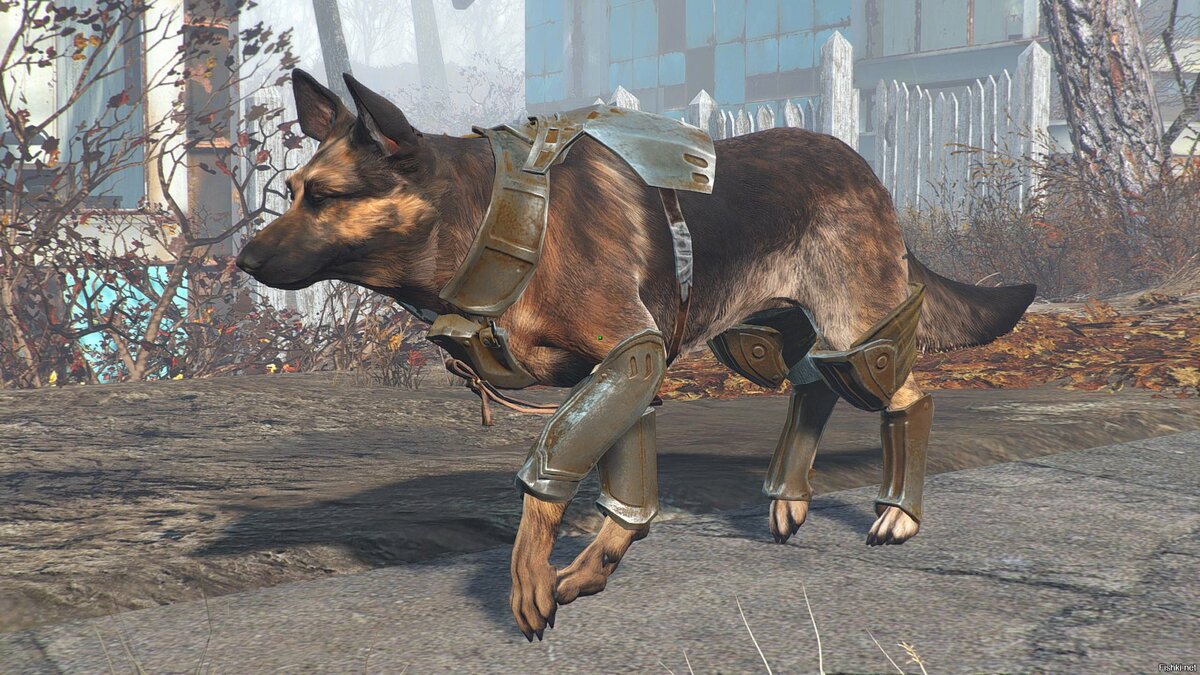 Fallout 4 как играть с псиной фото 14