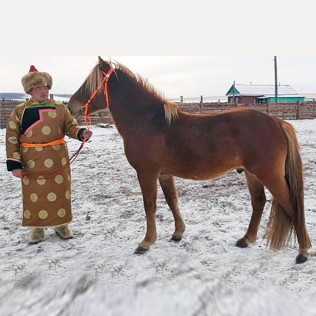 Тувинская порода лошадей