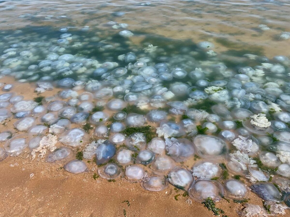 корнерот медуза в азовском море