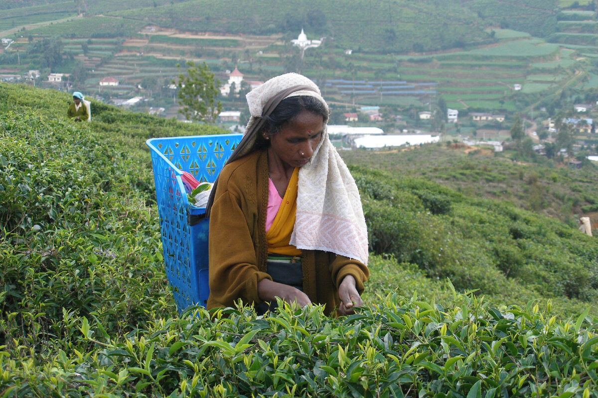 Nuwara Eliya Шри Ланка