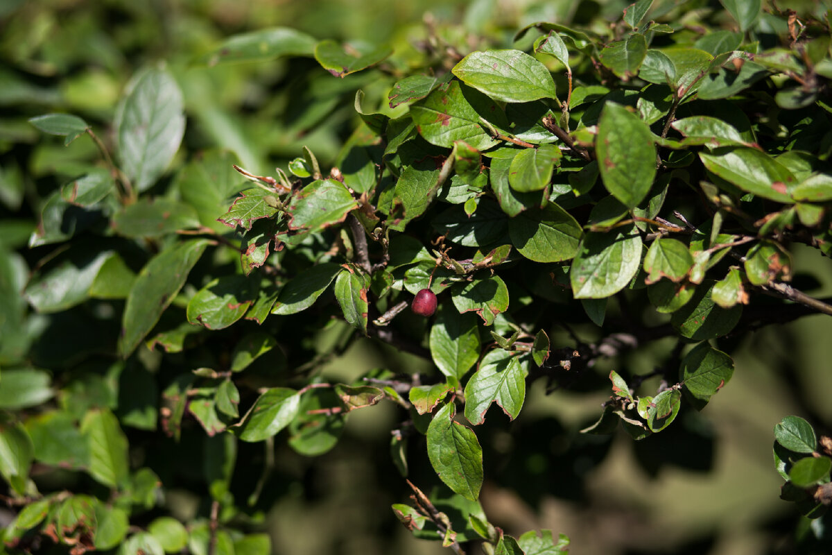 Александровский Сад, г. Санкт-Петербург. Кизильник. Автор фото: Надежда Панова, http://nadia-photo.com