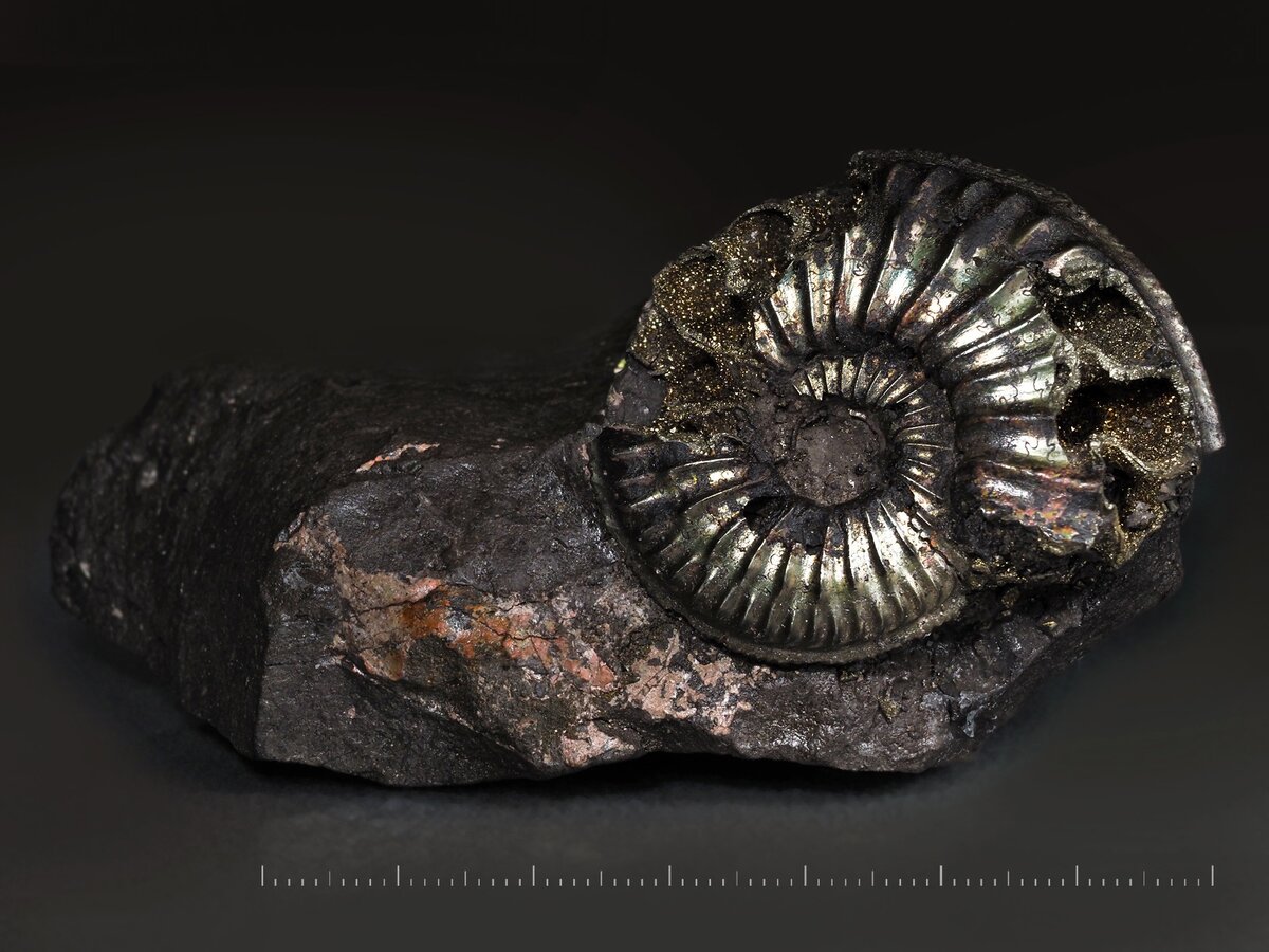 Пиритовый аммонит Amoeboceras sp. Бронницы, Московская область