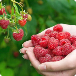 Уход за малиной в Подмосковье и Сибири: советы по выращиванию на даче и причины неплодоносности