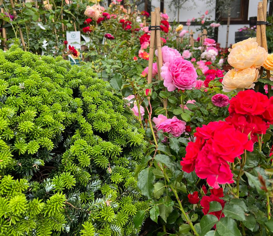 Розы зимой. Инструкция, как подготовить розы к холодам