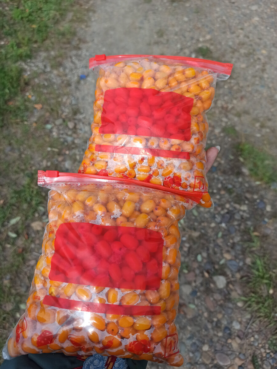 Зимняя заморозка облепихи ( на чай) 