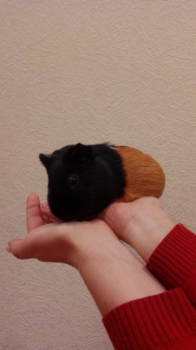 Яна