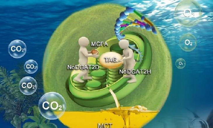   Сможет ли водорослевое масло заменить пальмовое