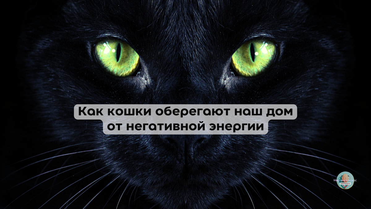 Как кошки оберегают наш дом от негативной энергии | Мир внутри нас | Дзен