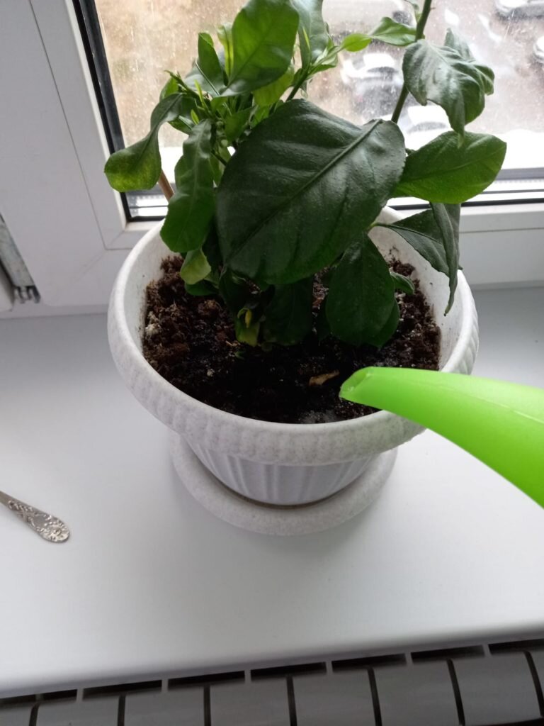 Выращивание комнатного лимона