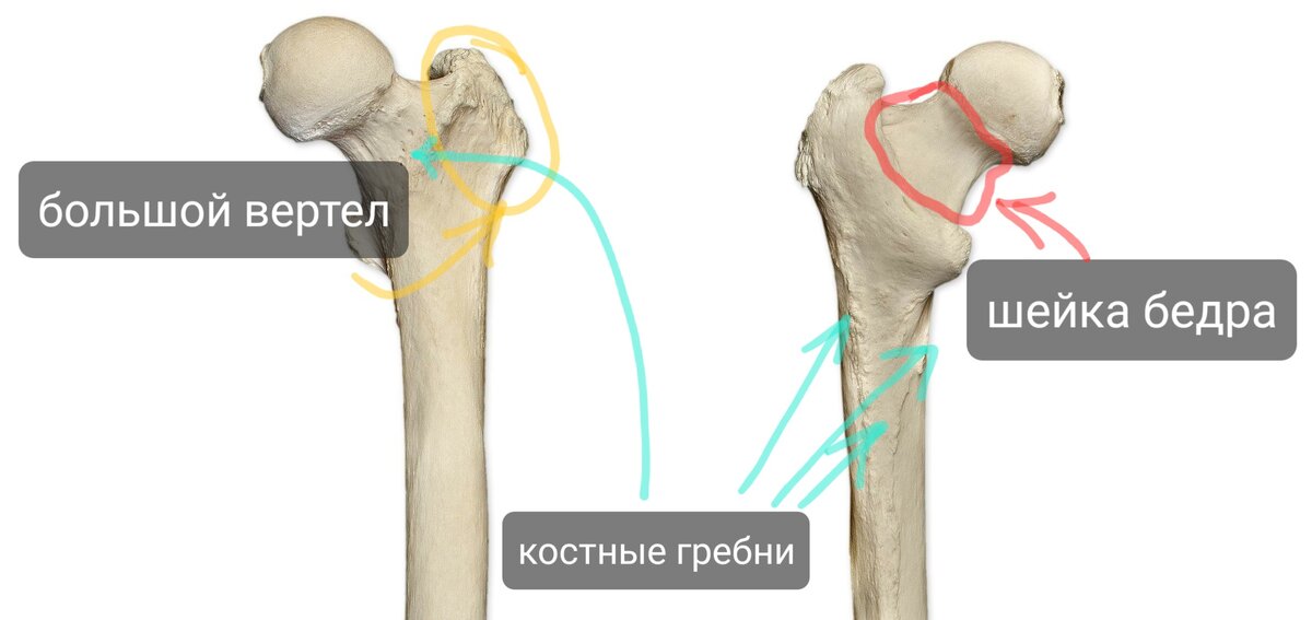 Картинки ГДЕ БЕДРЕННАЯ КОСТЬ
